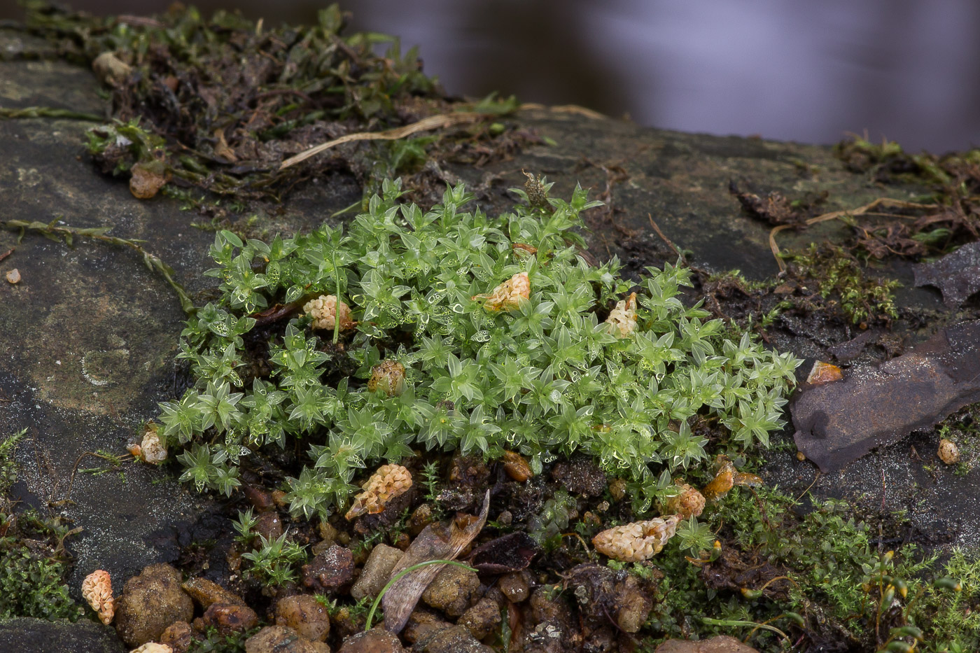 Изображение особи род Bryum.