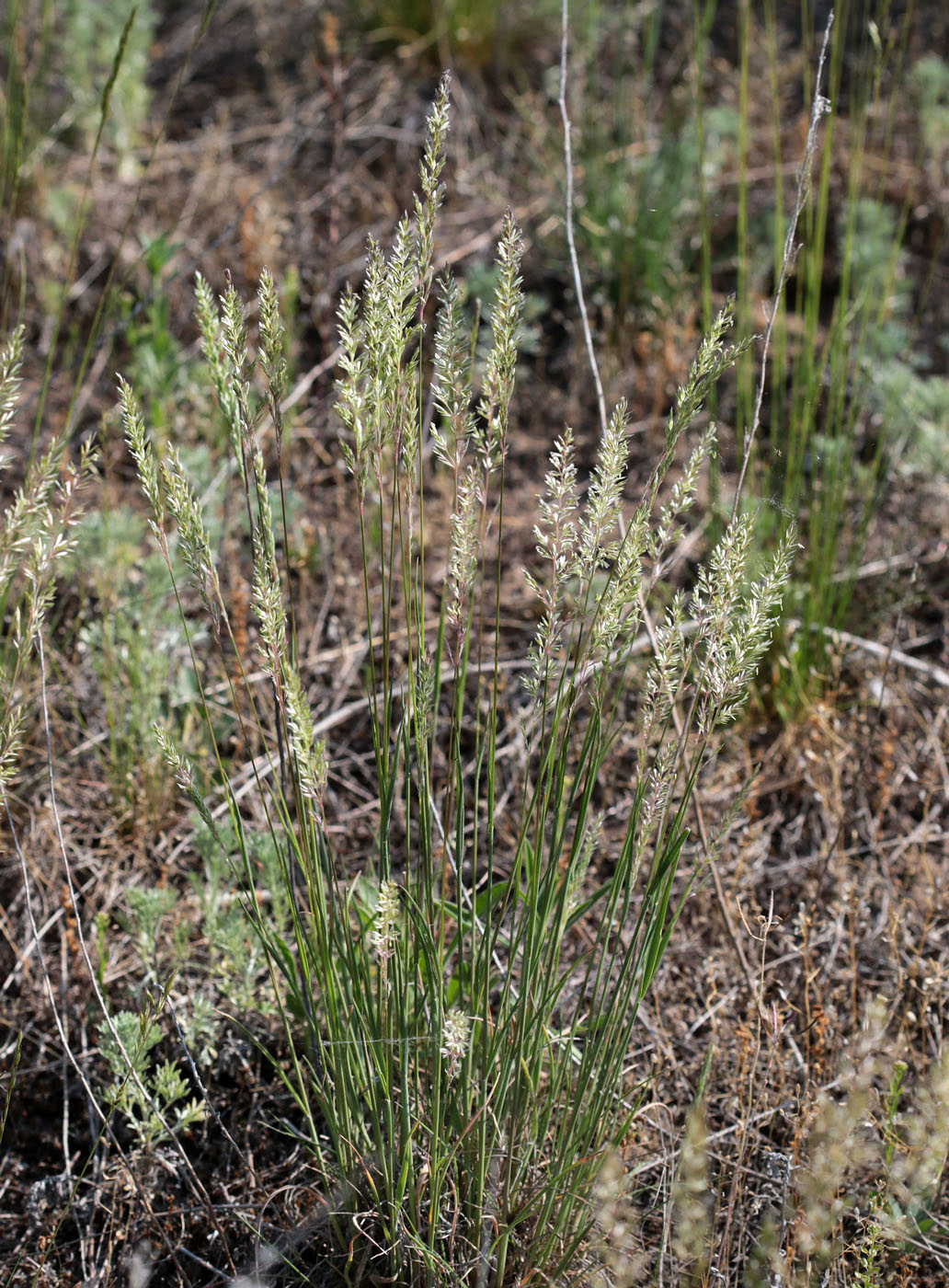 Image of genus Koeleria specimen.