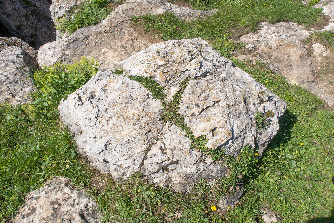 Image of Trifolium ambiguum specimen.