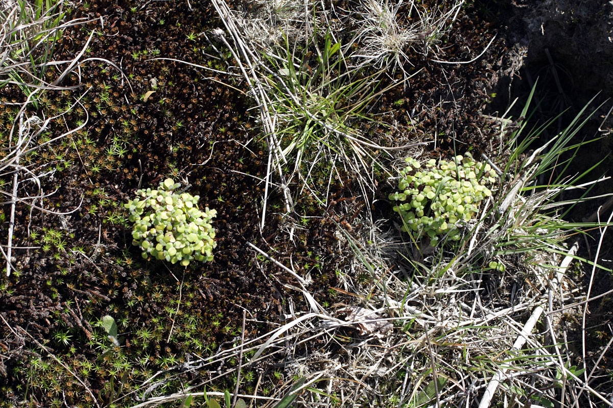 Image of class Magnoliopsida specimen.