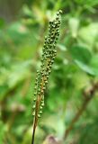 Onoclea sensibilis