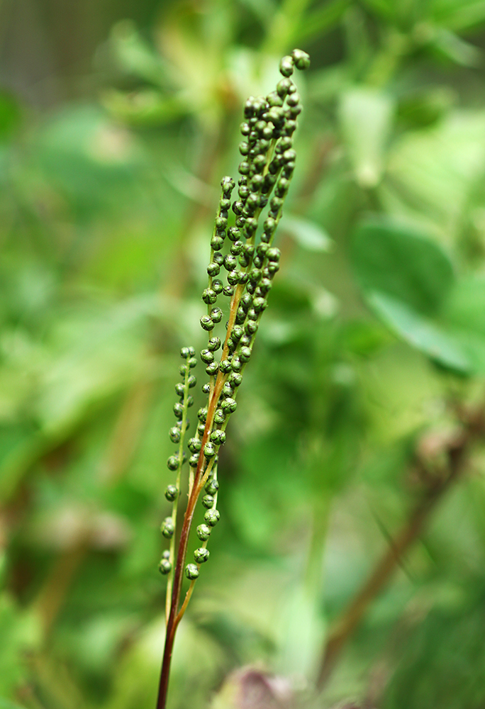 Изображение особи Onoclea sensibilis.