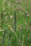 Phleum pratense. Соцветия. Тульская обл., окр. пос. Дубна низина Овечья Губа. 04.07.2017.