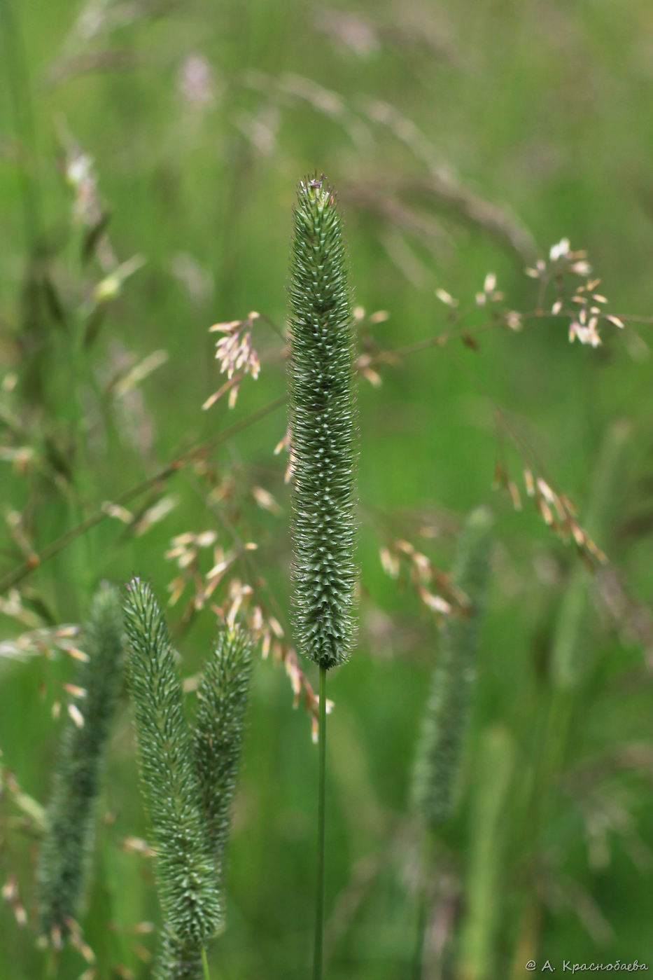 Изображение особи Phleum pratense.