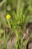 Ranunculus arvensis