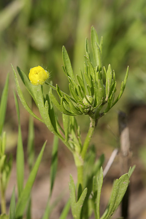 Image of Ranunculus arvensis specimen.