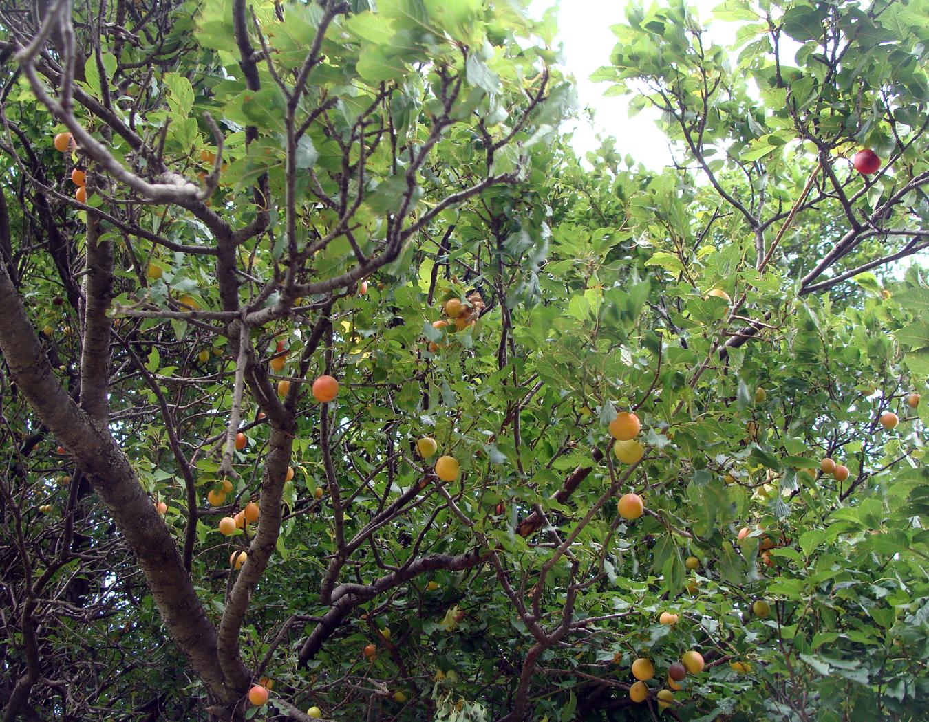 Image of Prunus cerasifera specimen.