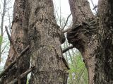 Acer campestre. Части стволов с тенденцией к срастанию. Краснодарский край, Абинский р-н, ст-ца Холмская, приречный лес. 15.04.2020.
