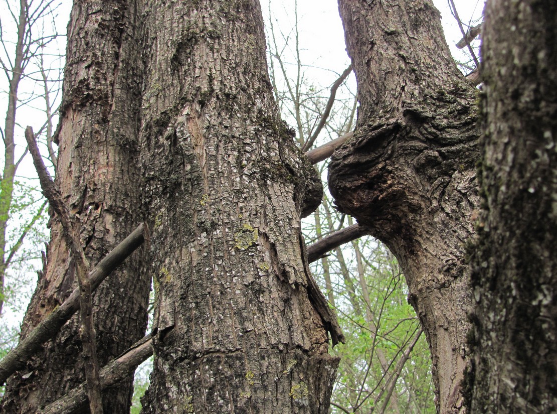 Image of Acer campestre specimen.