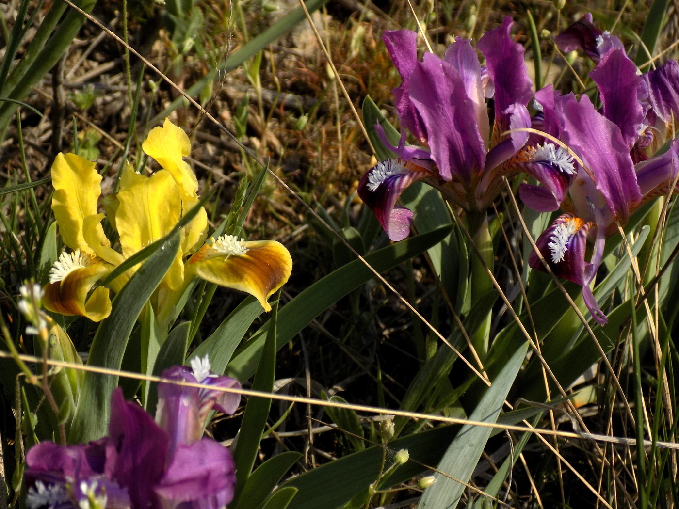 Изображение особи Iris pumila.