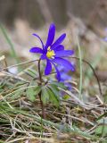 Anemone banketovii. Цветущее растение. Краснодарский край, Крымский р-н, окр. станицы Неберджаевская, ур. Глубокий Яр, дубово-грабовый лес. 27.03.2021.