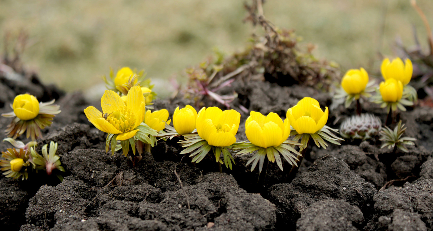 Image of Eranthis cilicica specimen.