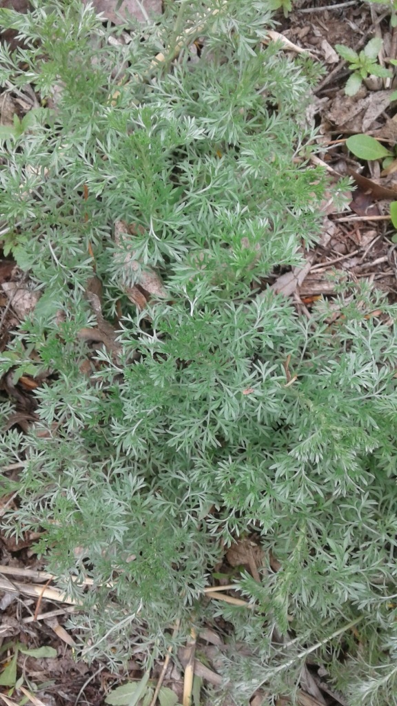 Image of genus Artemisia specimen.