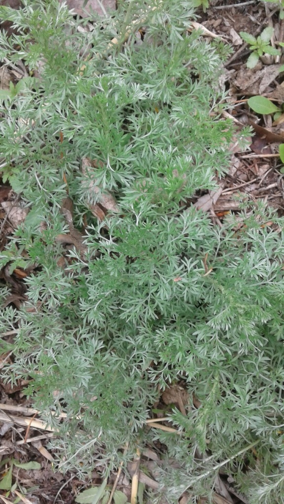 Image of genus Artemisia specimen.