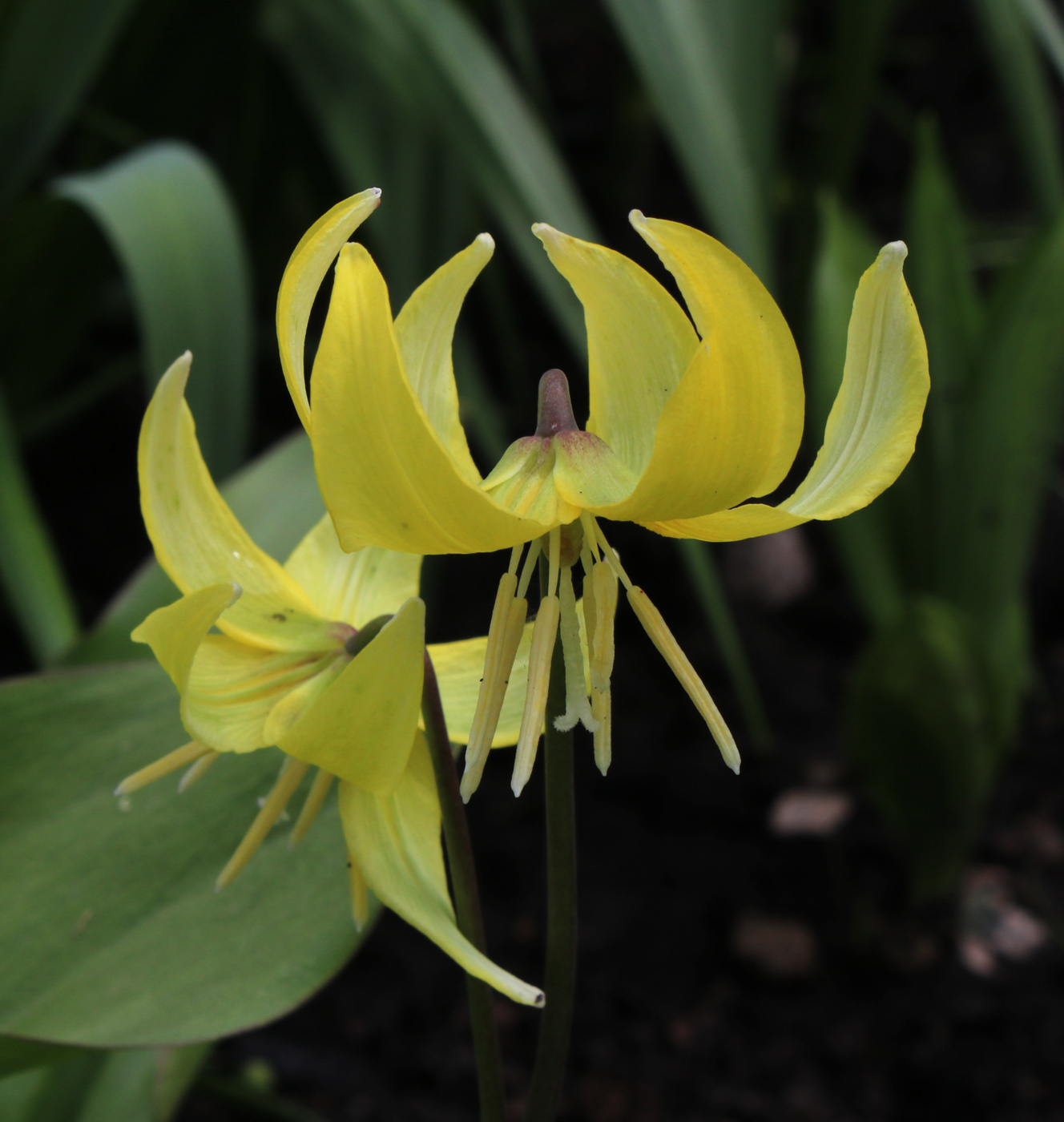 Image of Erythronium tuolumnense specimen.