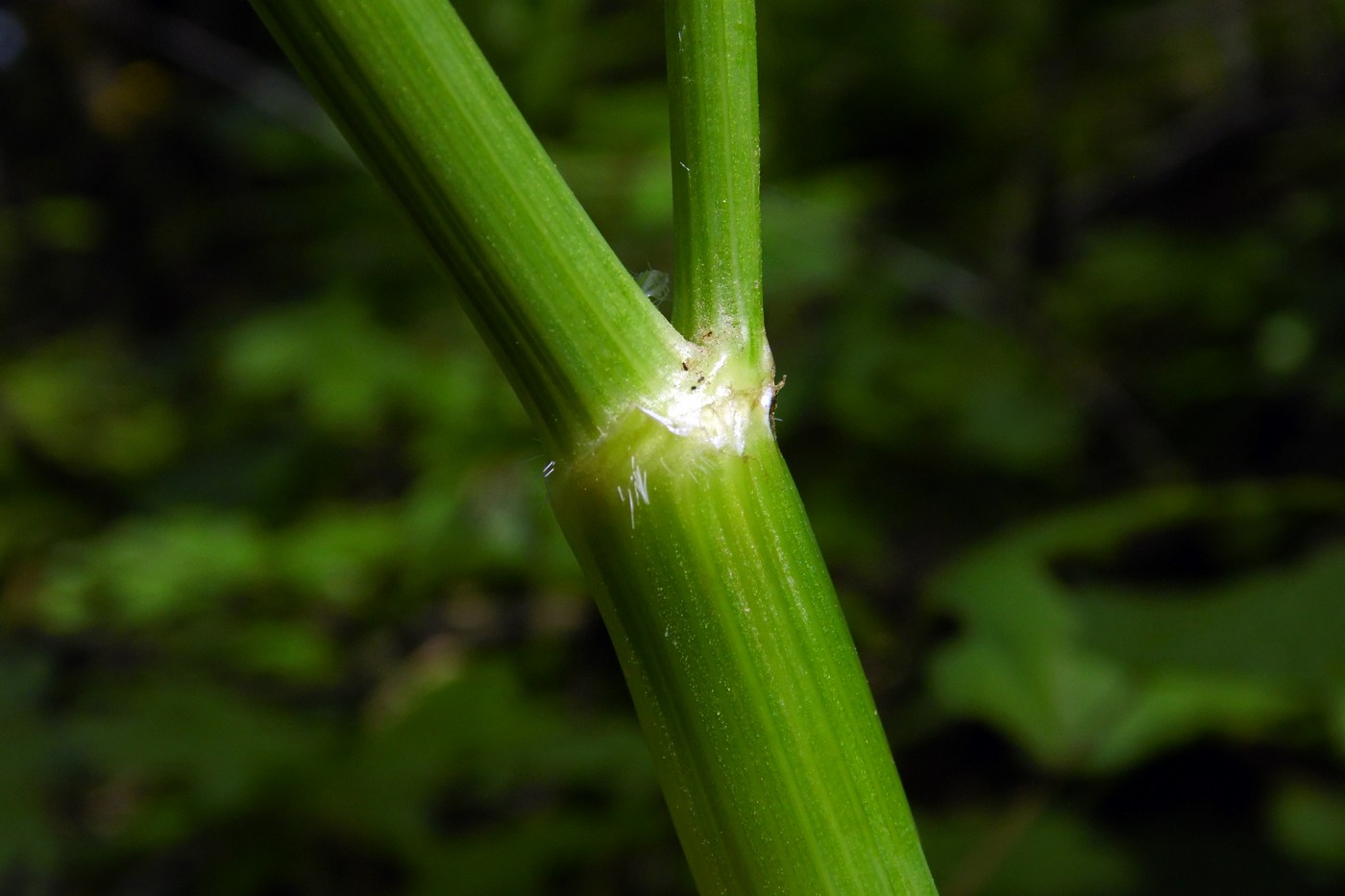 Изображение особи Anthriscus sylvestris.