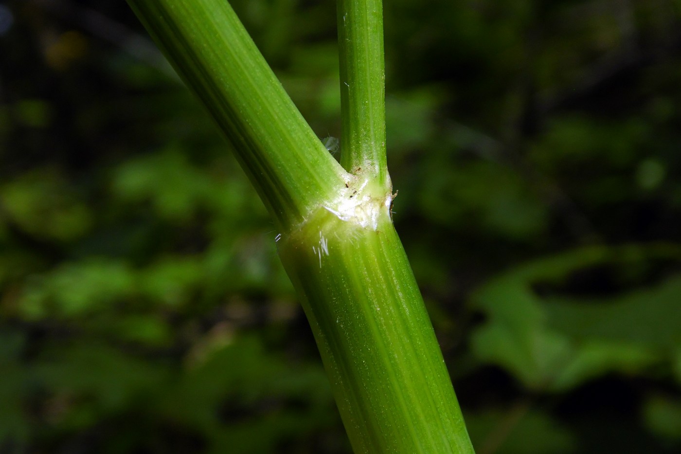 Image of Anthriscus sylvestris specimen.