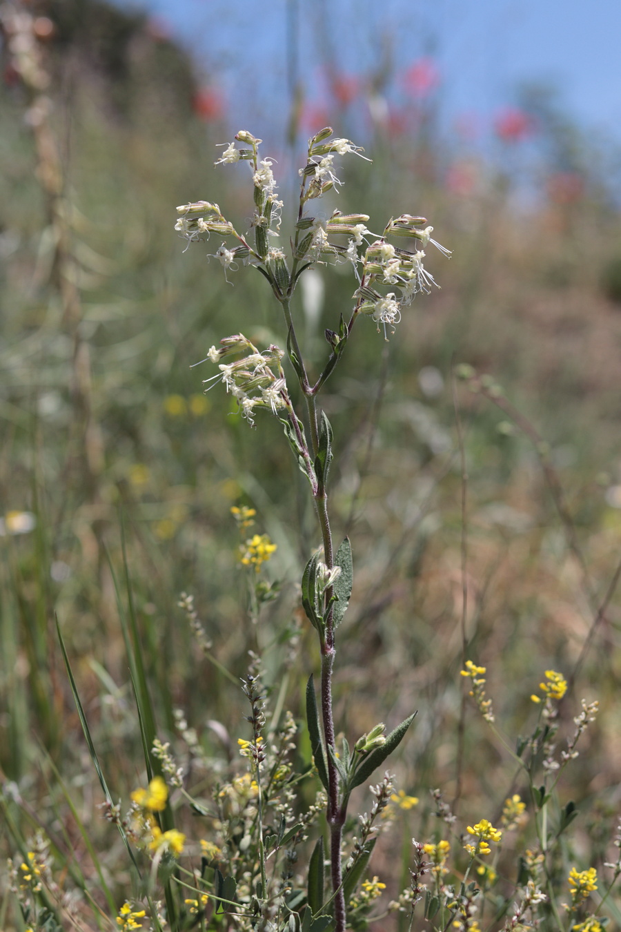 Изображение особи Silene dichotoma.