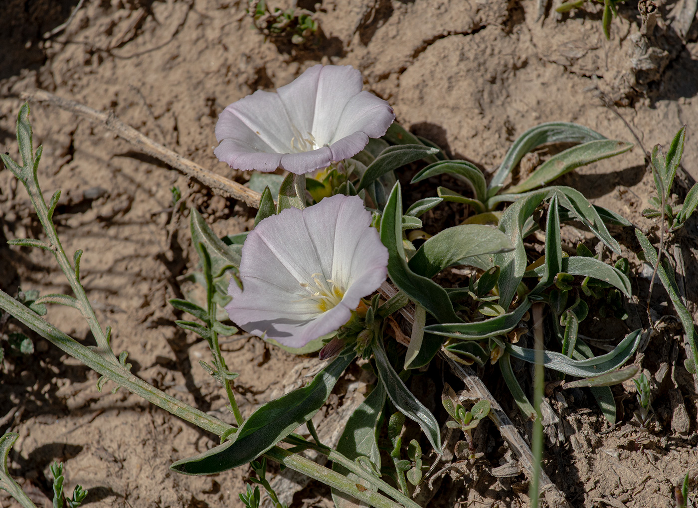 Изображение особи Convolvulus lineatus.