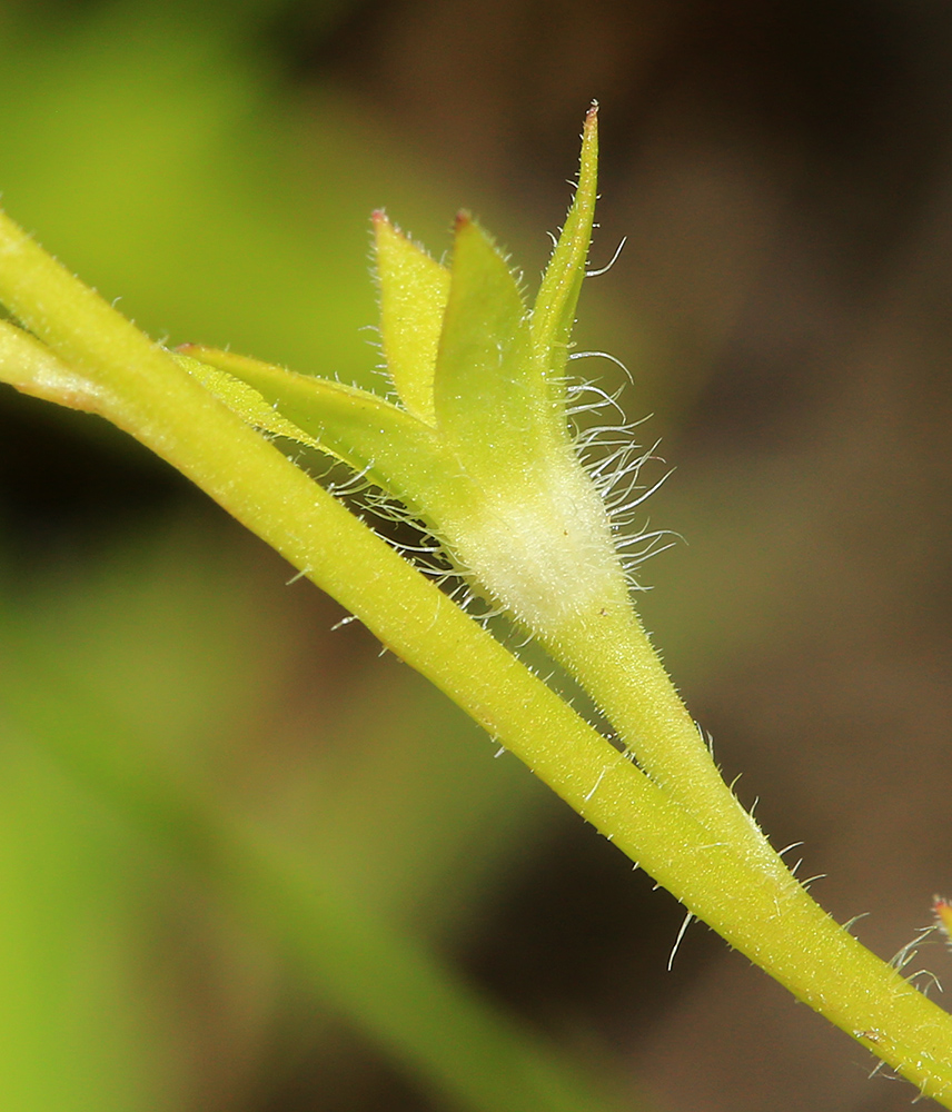 Image of Mazus stachydifolius specimen.