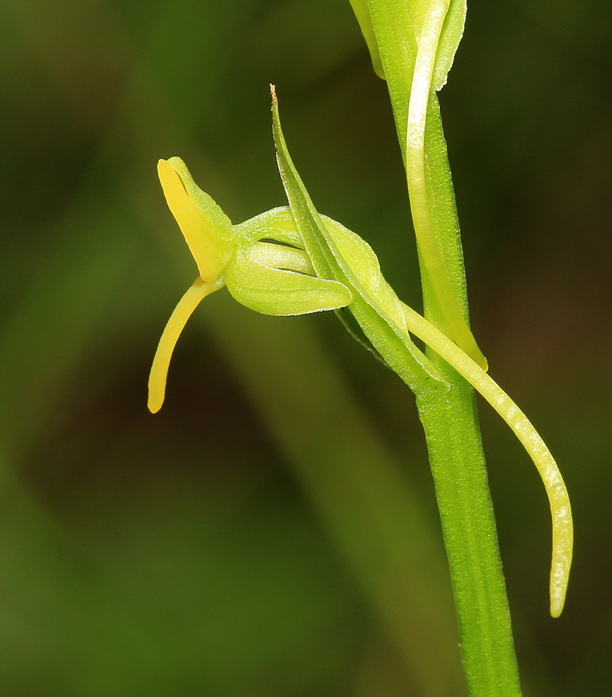 Изображение особи Platanthera tipuloides.