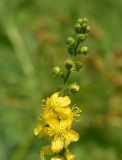 Agrimonia eupatoria. Верхушка соцветия. Кировская обл., Советский р-н, Береснятский БГК, береговые заросли р. Немда. 24.07.2021.