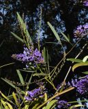 Hardenbergia comptoniana