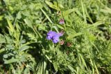 Scutellaria galericulata