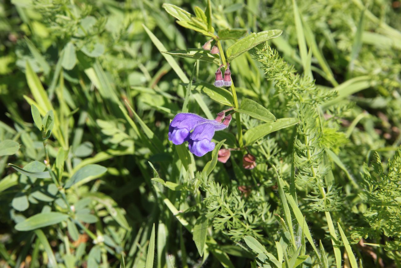 Изображение особи Scutellaria galericulata.