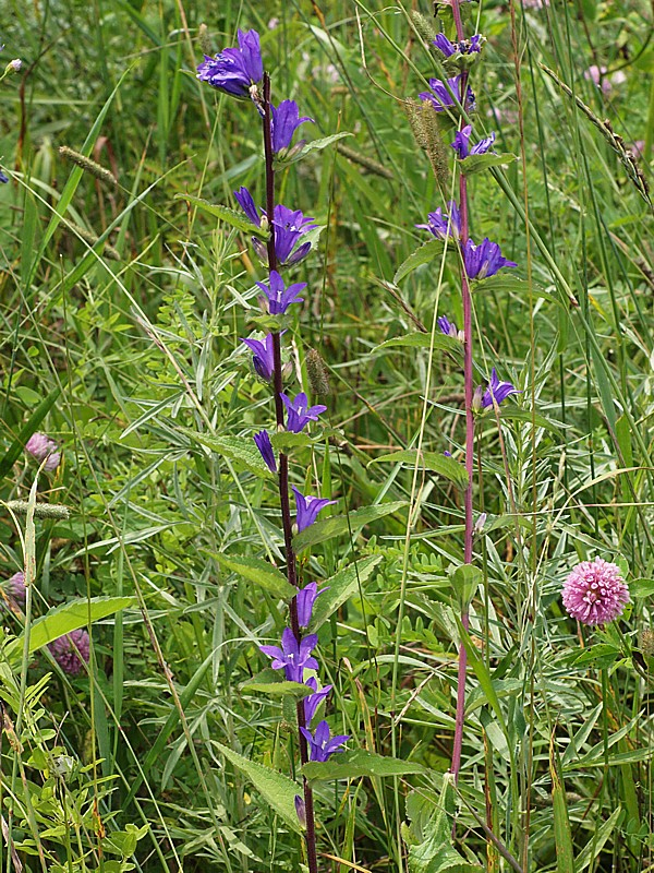 Image of Campanula cephalotes specimen.