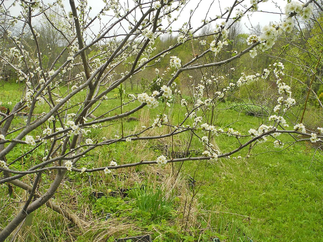 Image of Prunus × rossica specimen.