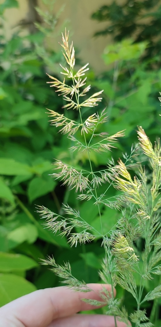 Изображение особи Calamagrostis epigeios.