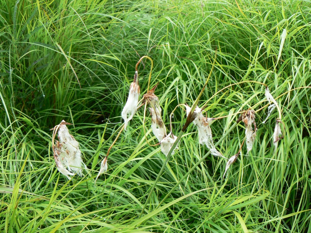 Image of Eriophorum komarovii specimen.