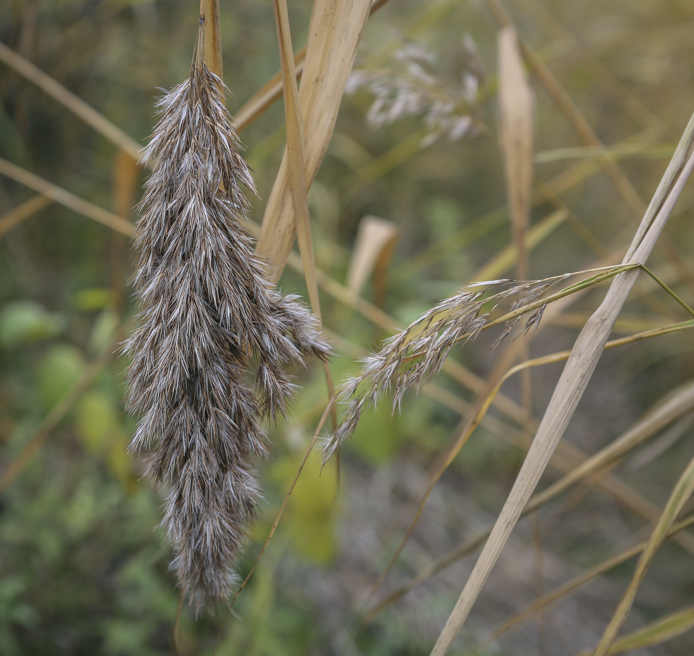 Image of Phragmites australis specimen.