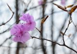 Rhododendron mucronulatum. Верхушка ветви с цветками (повторное цветение). Владивосток, мкр. Седанка, широколиственный лес. 05.11.2021.