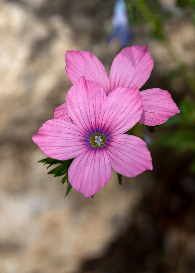 Image of Linum pubescens specimen.