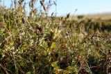 Oxytropis sordida. Плодоносящее растение с засохшими листьями в сообществе с Empetrum hermaphroditum. Мурманская обл., Терский р-н, с. Кашкаранцы; Кольский п-ов, Кандалакшский берег, приморская вороничная тундра. 14.09.2021.