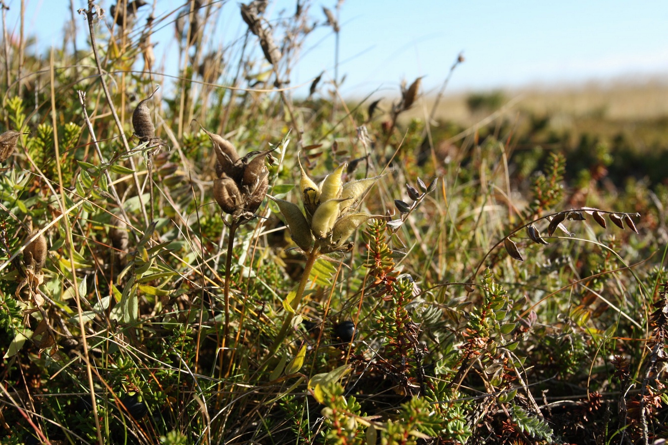 Изображение особи Oxytropis sordida.