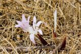 Colchicum macrophyllum. Цветущие и расцветающие растения. Греция, о-в Крит, ном Ханья (Νομός Χανίων), дим Сфакион (Δήμος Σφακίων), деревня Анаполис (Ἀνώπολις), оливковая роща. 16 октября 2021 г.