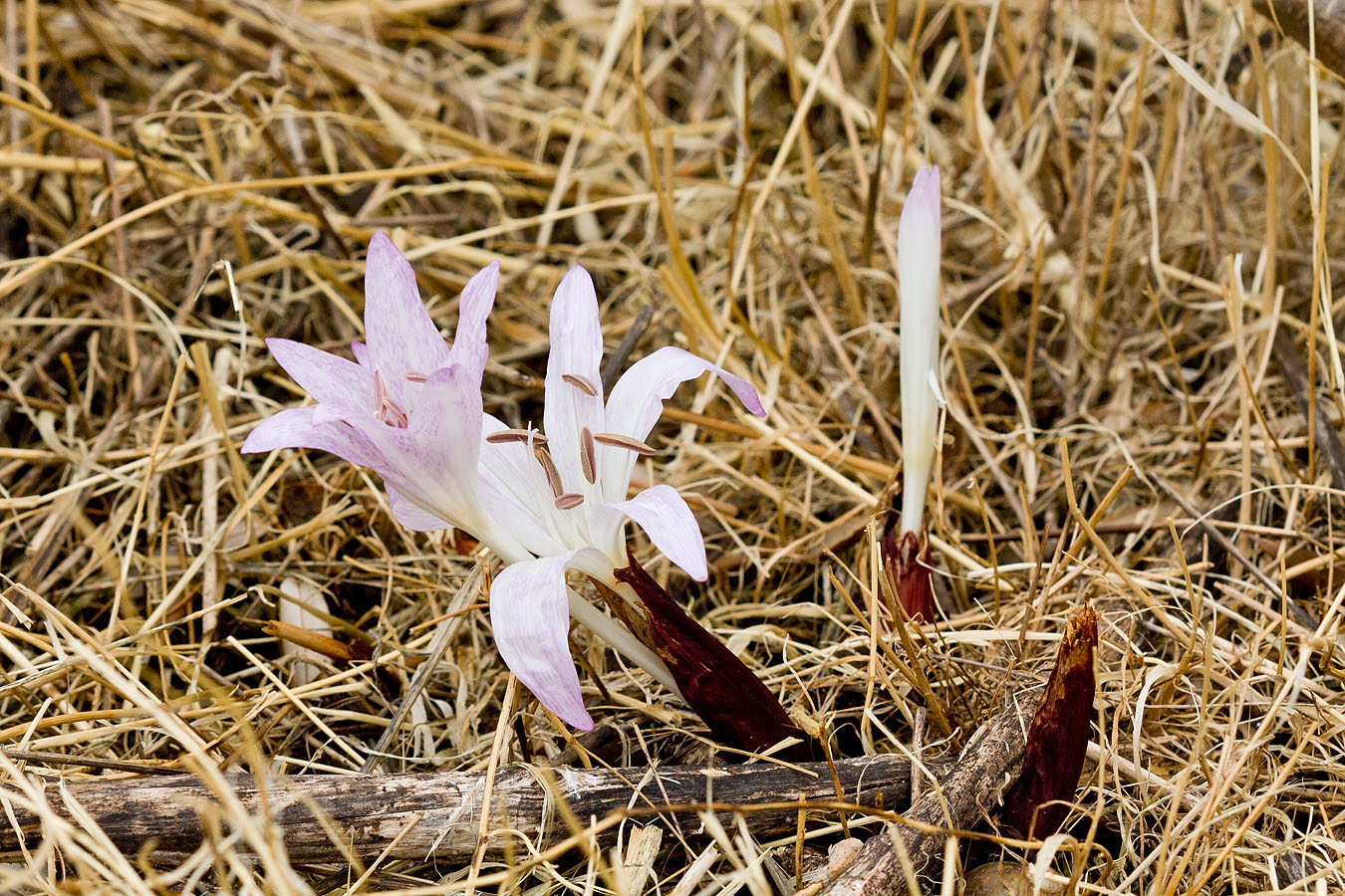 Изображение особи Colchicum macrophyllum.