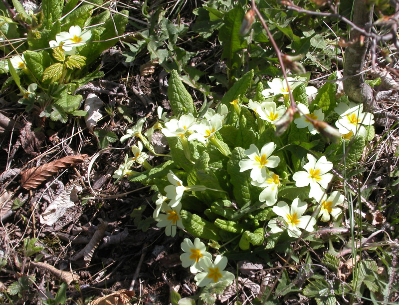 Image of Primula vulgaris specimen.