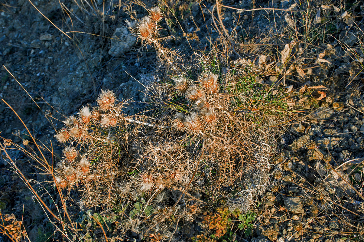 Image of Lamyra echinocephala specimen.