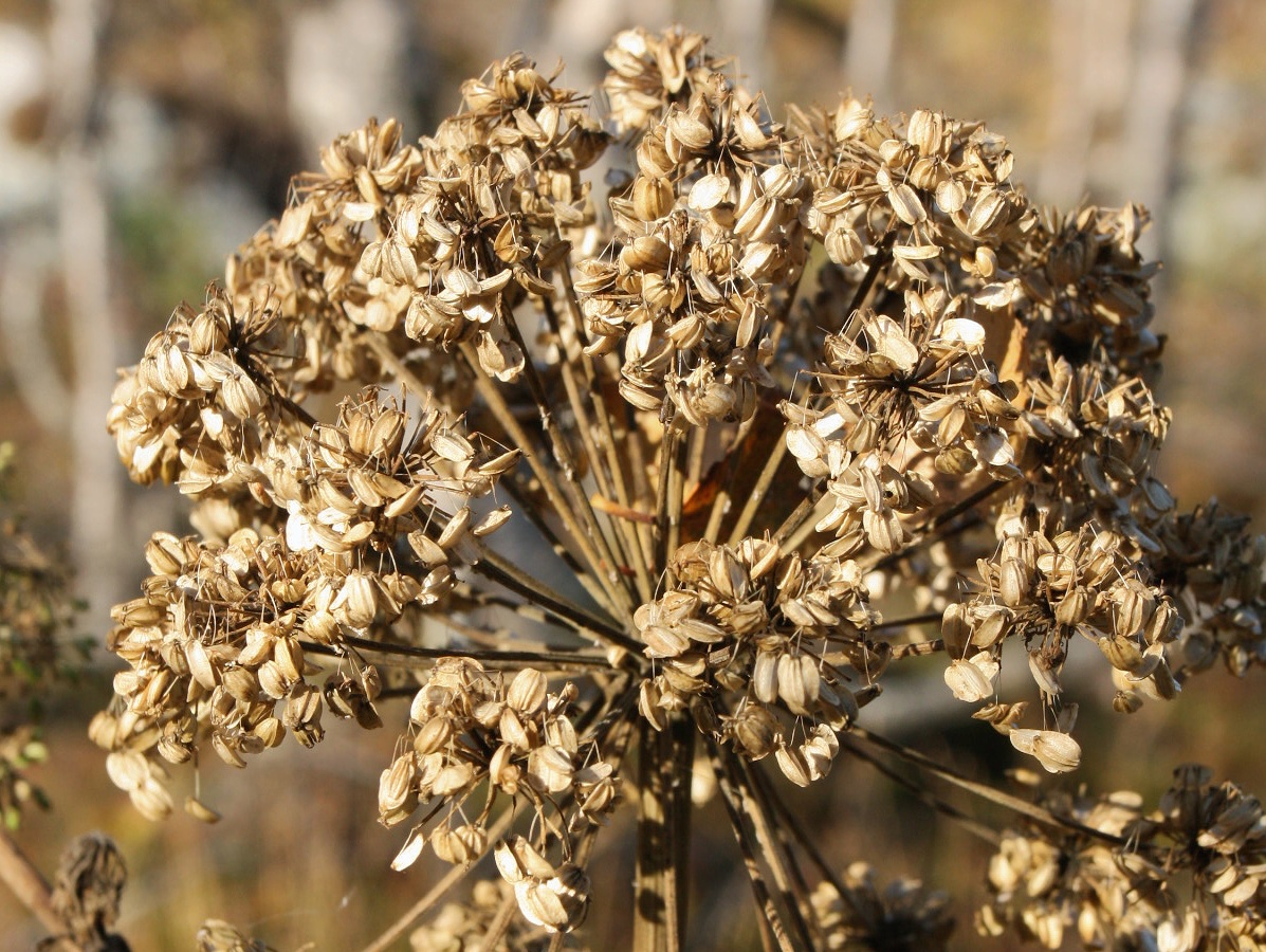 Изображение особи Archangelica officinalis.