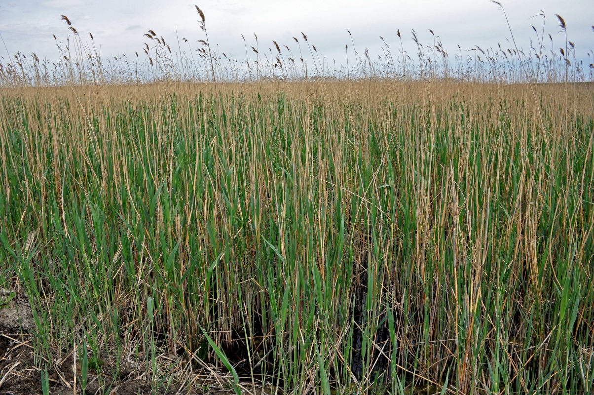 Изображение особи Phragmites australis.