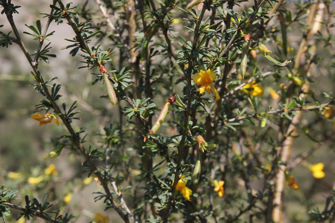 Image of Caragana pygmaea specimen.