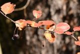 Cotoneaster melanocarpus. Часть веточки с плодами и листьями в осенней окраске. Казахстан, Алматинская обл, Заилийский Алатау, Тургеньское ущелье, ур. Чинтургеньские моховые ельники, 2400 м н.у.м., кустарник между рекой и еловым лесом. 19 сентября 2021 г.