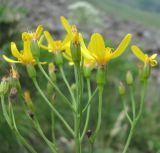 Caucasalia parviflora