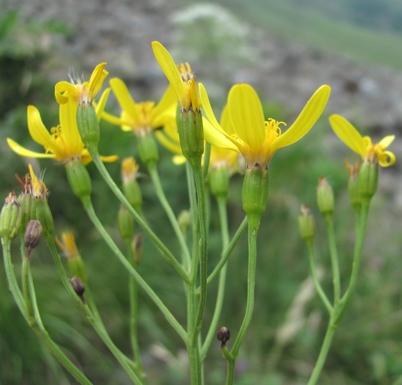 Image of Caucasalia parviflora specimen.