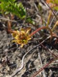 Potentilla подвид groenlandica