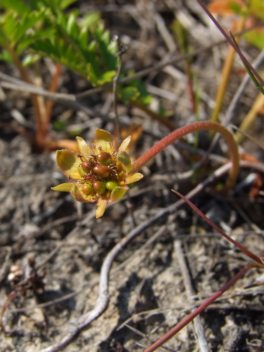 Image of Potentilla anserina ssp. groenlandica specimen.